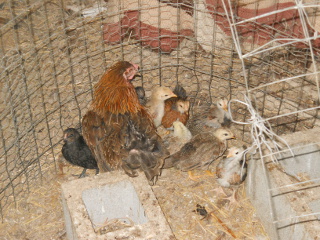 Third Batch of Chicks Hatched in 2014
