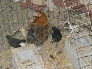 More of the Third Batch of Chicks Hatched in 2014