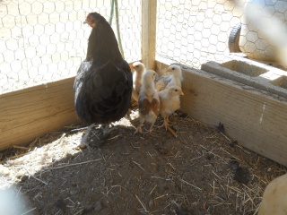 Fifth Set of 2014 Chicks Hatchlings