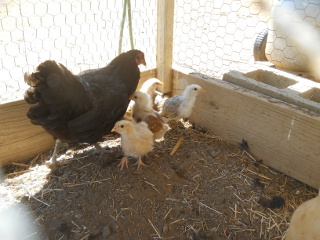 More of the Fifth Set of 2014 Chicks Hatchlings