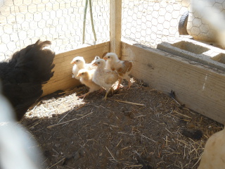 Still More of Fifth Set of 2014 Chicks Hatchlings