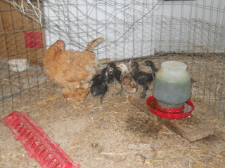 Our Sixth Chick Hatching of 2014