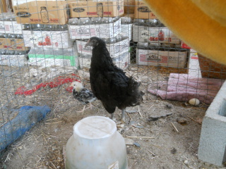 Our Bonus Seventh Chick Hatching of 2014