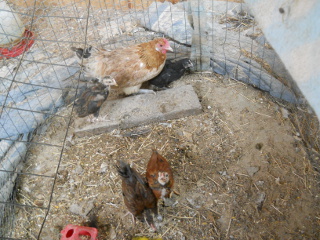 More of the Eighth Chick Hatchlings of 2014