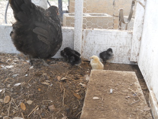 First Chicks Hatched of 2015