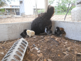 More of First Chicks Hatched of 2015