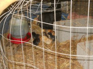 Second Hatched Chicks of 2015