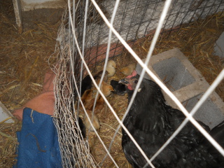 More of Second Hatched Chicks of 2015