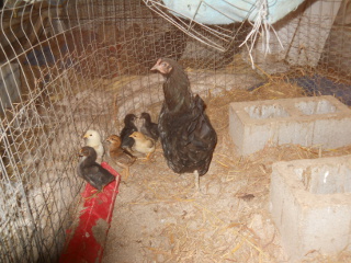 Third Batch of Chicks Hatched in 2015