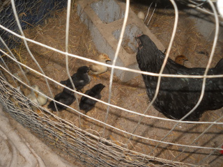 Another of the Third Batch of Chicks Hatched in 2015