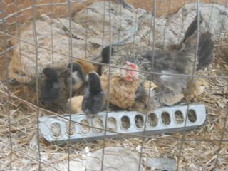 Fourth Batch of Chicks Hatched in 2015