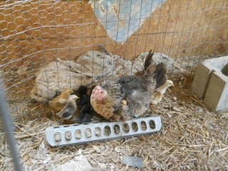 Another of the Fourth Batch of Chicks Hatched in 2015