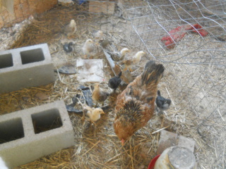 More of Fifth Batch of 2015 Chicks