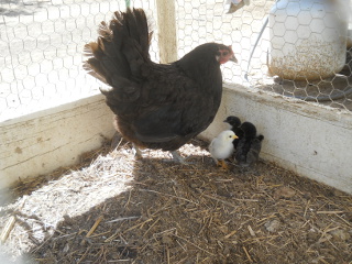 Eleventh Hatching of 2015 Chicks