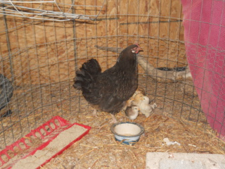 First Chick Hatching of 2016
