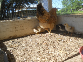 Third Chick Hatching of 2016