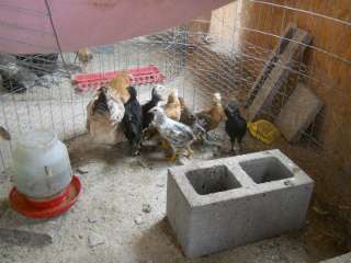 2016 Chicks, Group #4