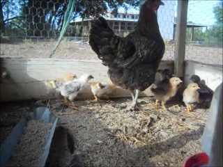 New 2016 Chicks, Group 8