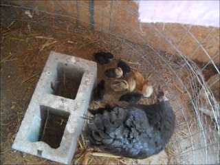 New 2016 Chicks, Group 9