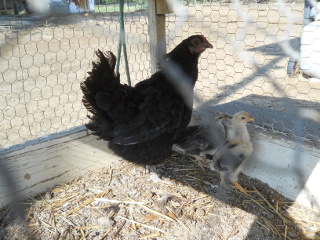 Fifth Chick Hatching of 2017