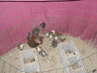 2017 6th Group of Chicken Hatchlings
