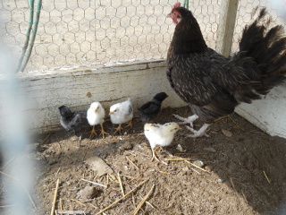2017 8th Group of Chicken Hatchlings
