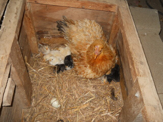 2nd Hatching of Chicks 2018 Tucked in for the Night