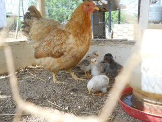 2nd Hatching of Chicks 2018