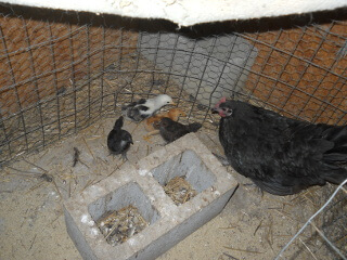4nd Hatching of Chicks 2018