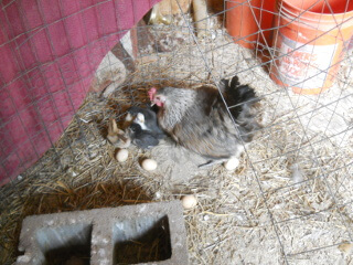 More of New Chicks of 2019
