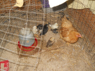 Still More of 2nd Round of 2019 Chicks