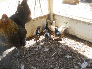 3rd Hatching of 2019 Chicks