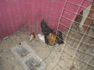 More 7th 2019 Chick Hatching