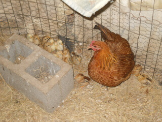 More of 1st Chicks of 2020