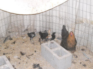 4th 2020 Chick Hatchlings