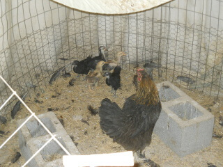 More 4th 2020 Chick Hatchlings
