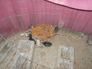 6th 2020 Chick Hatching