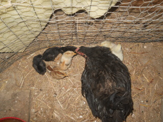 7th 2020 Chick Hatching
