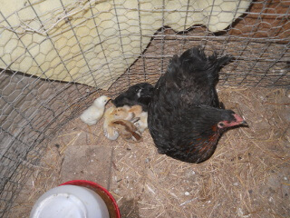 More of 7th 2020 Chick Hatching