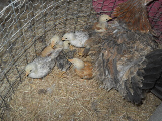 8th 2020 Chick Hatching