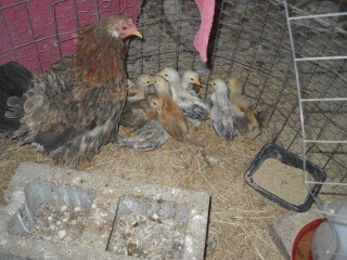 More of 8th 2020 Chick Hatching