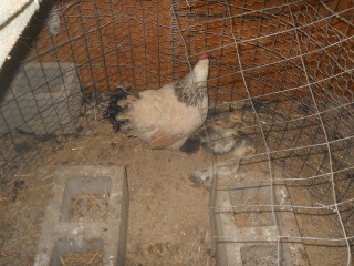 More of 1st Hatching of 2021 Chicks