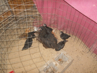 6th 2021 Chick Hatching