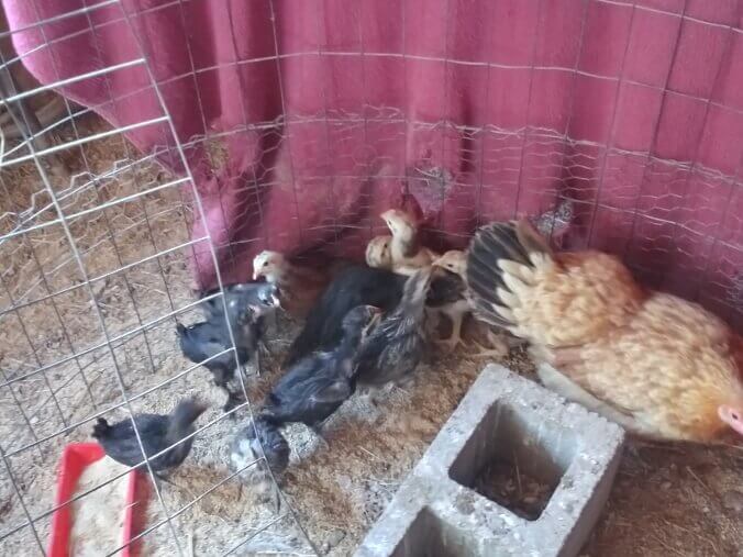 More of 2nd Chicken Hatching of 2022