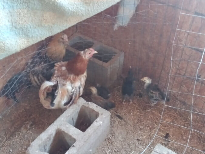 3rd Chicken Hatching of 2022