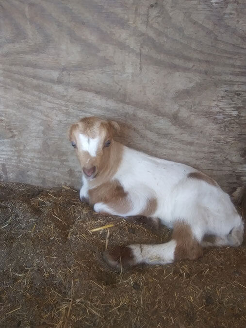 2023 Goat Kid