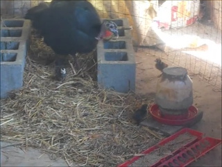 Our First Turkey Chicks