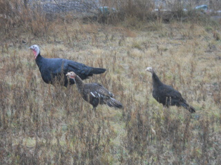 New Turkey Chicks Getting Older