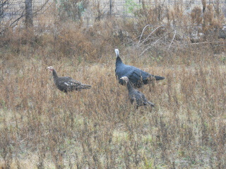 Again, New Turkey Chicks Getting Older