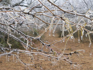 Ice Storm Ice on Trees